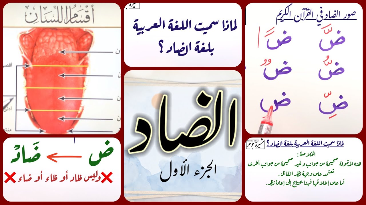 📣(٣١)(الضاد -١-) 