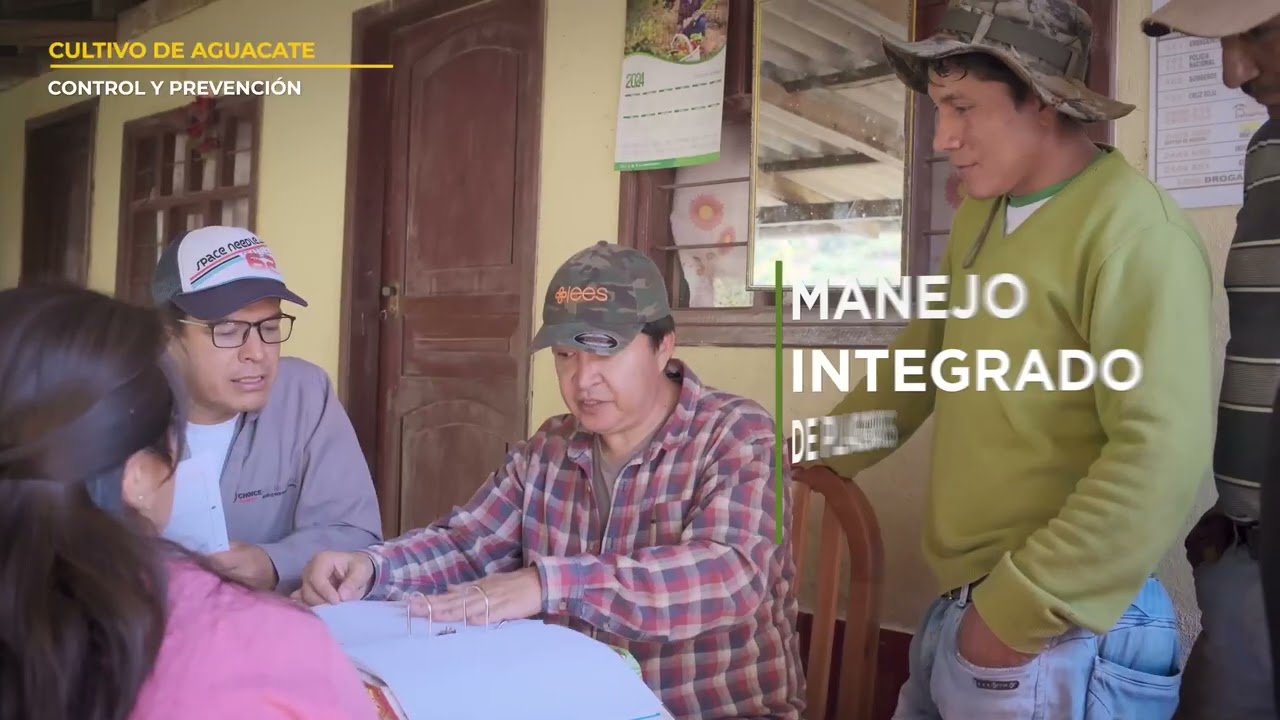 FIEDS   04 AGUACATE  MIPE PLAGA