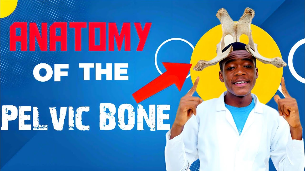 THE BOVINE PELVIS (OS COXAE) | Osteology | ilium, Ischium, Pubis | Hip Bone | Vet School | Vet Study