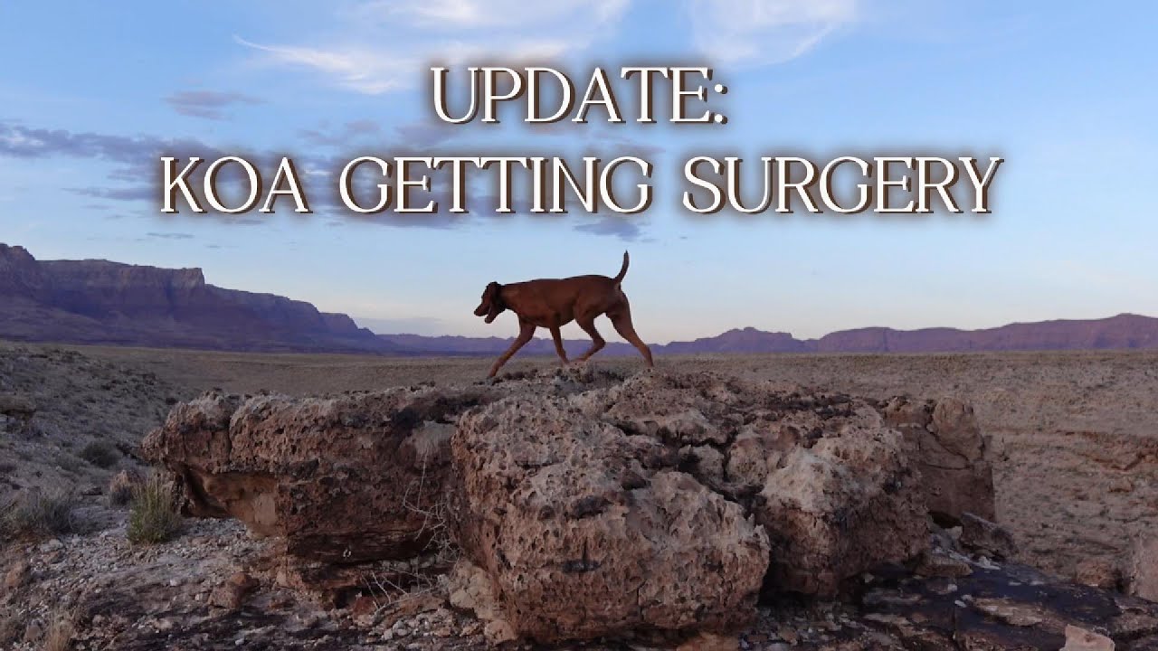 KOA SURGERY | Update