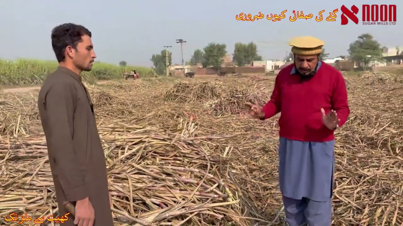 گنے کی صفائی کیوں ضروری ہے؟ چھوٹی غلطی، بڑا نقصان