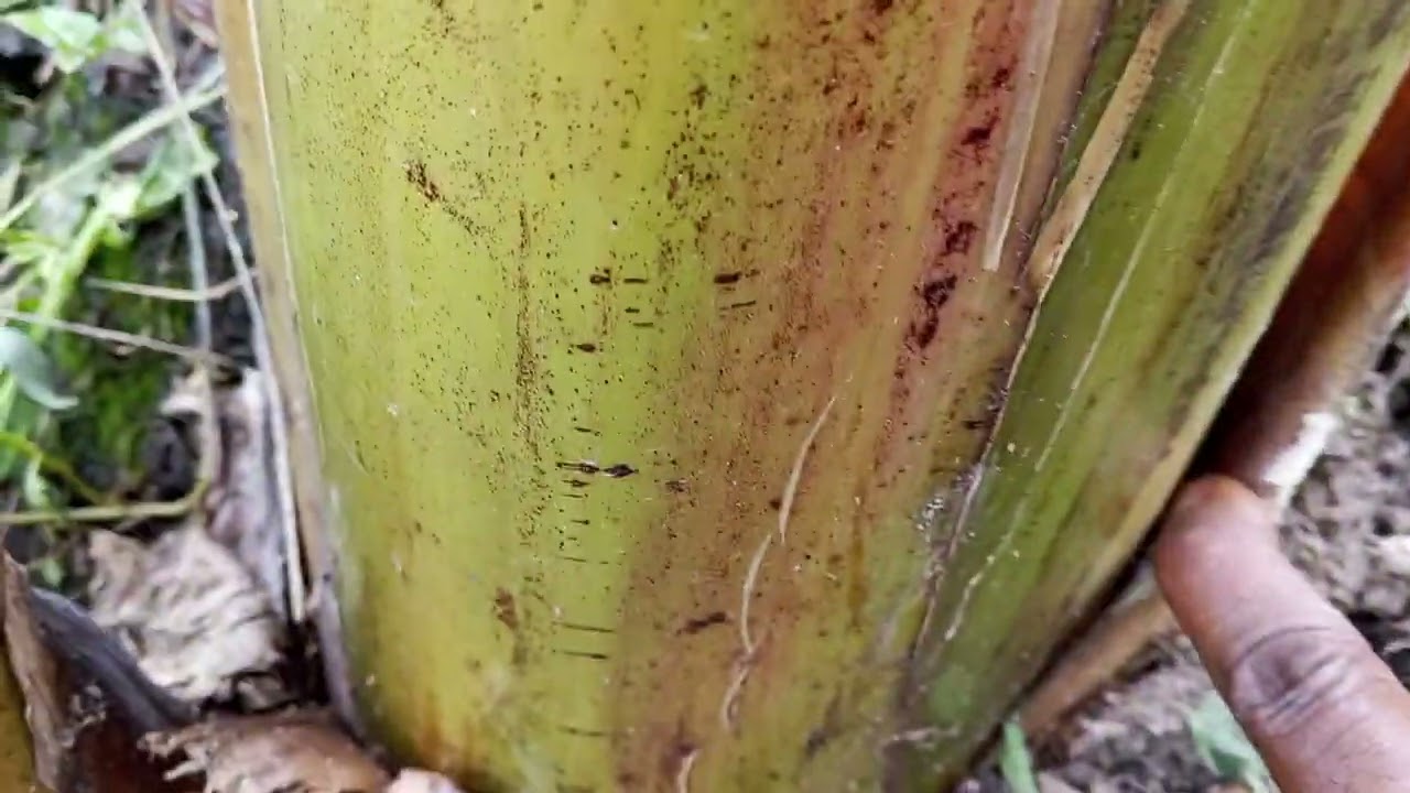 HOW TO PLANT A HEALTHY PLANTAINS AND BANANAS PLANTATION 