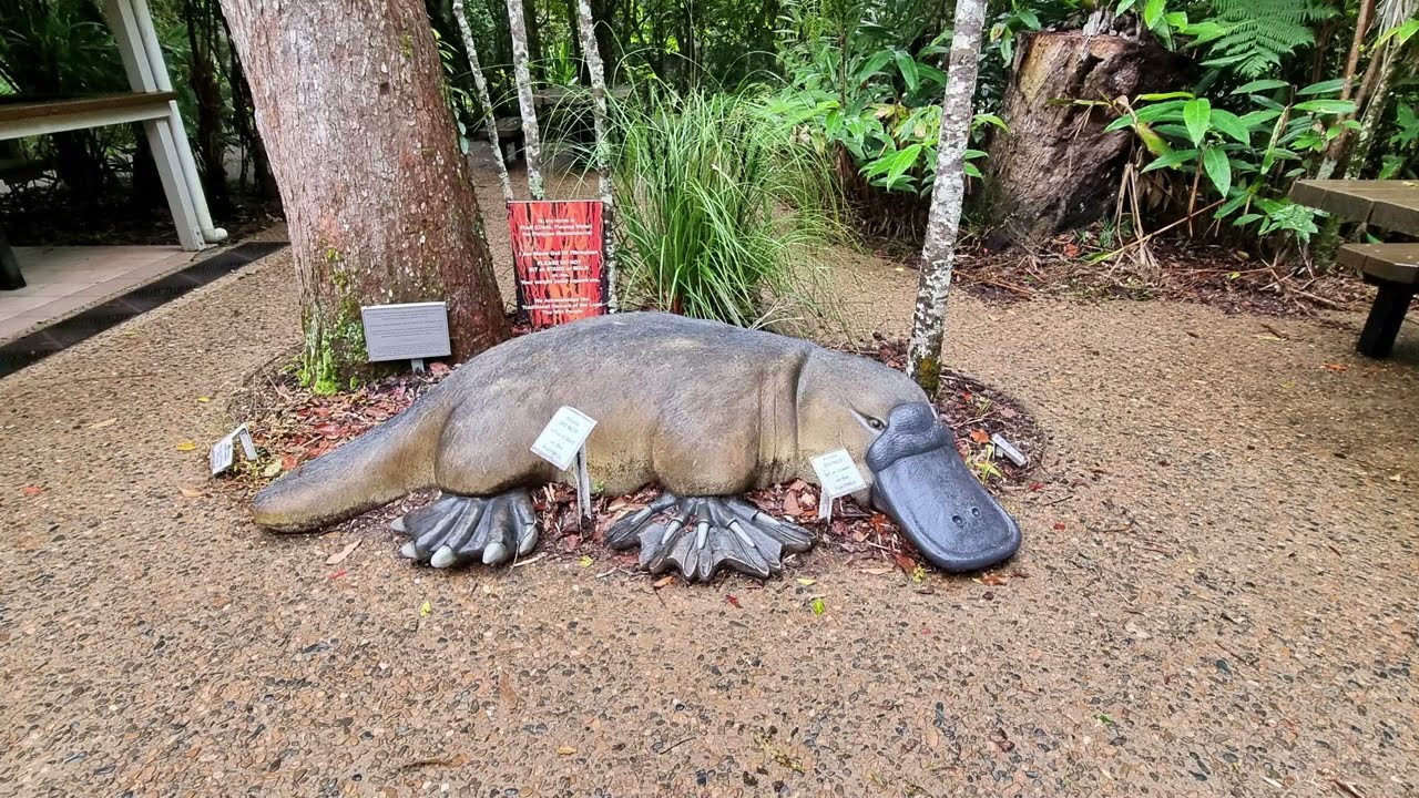 Platypus watching at Broken River, Eungella National Park