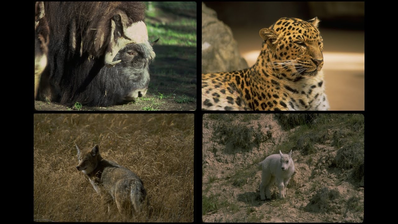 6075 Wild Animals SSTV PD120