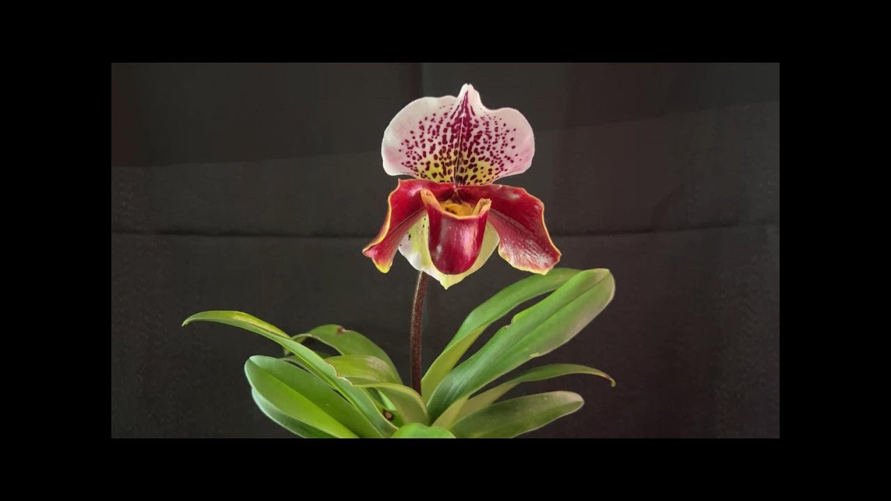 亚洲“大饼”兜兰怎样养护---植料，阳光，浇水