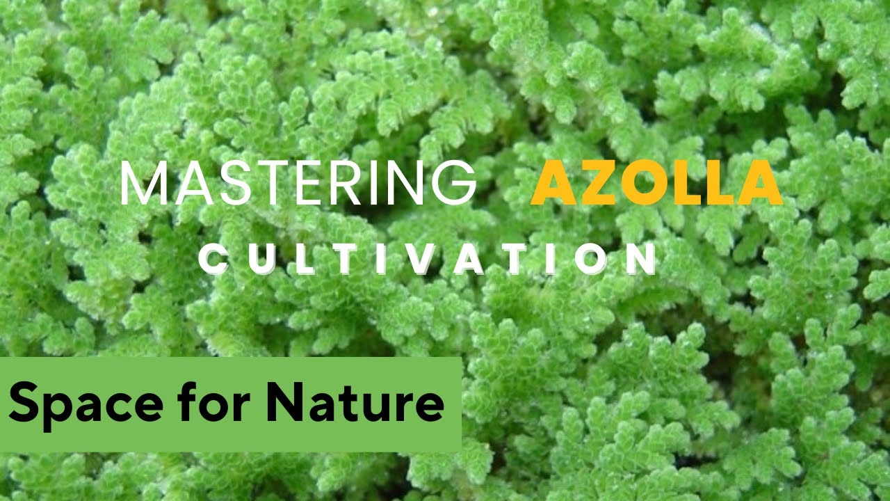 Mastering Azolla Cultivation: 10 Tips for Sustainable Farming Success