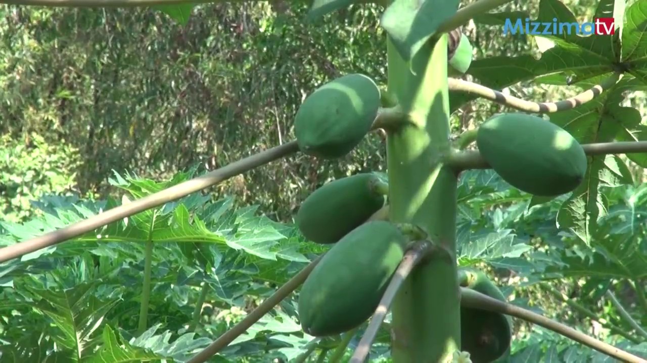 သေဘၤာပင္ ဘယ္လုိစိုက္မလဲ