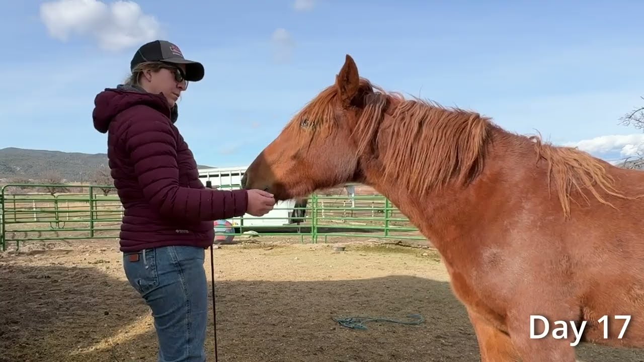 На ней недоуздок! ~ Спарклер, лошадь породы мустанг~ Неделя 3