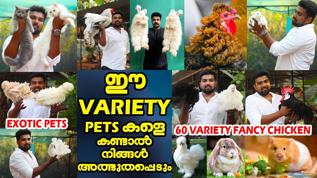 കാഴ്ച്ചക്കാരുടെ കണ്ണുതള്ളുന്ന 60Variety കോഴികളും🐓മറ്റനവധി petsകളുമായി Petzoo mixed farm|Exotic pets🦎