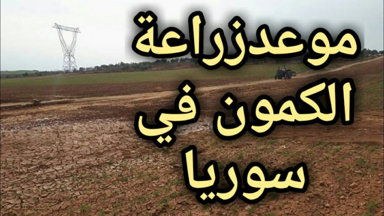 موعد زراعة الكمون  كمية البزر كمية السماد قبل الزراعه