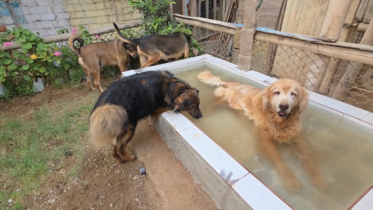 La buena vida del Tío Pluto😁😄😃😀