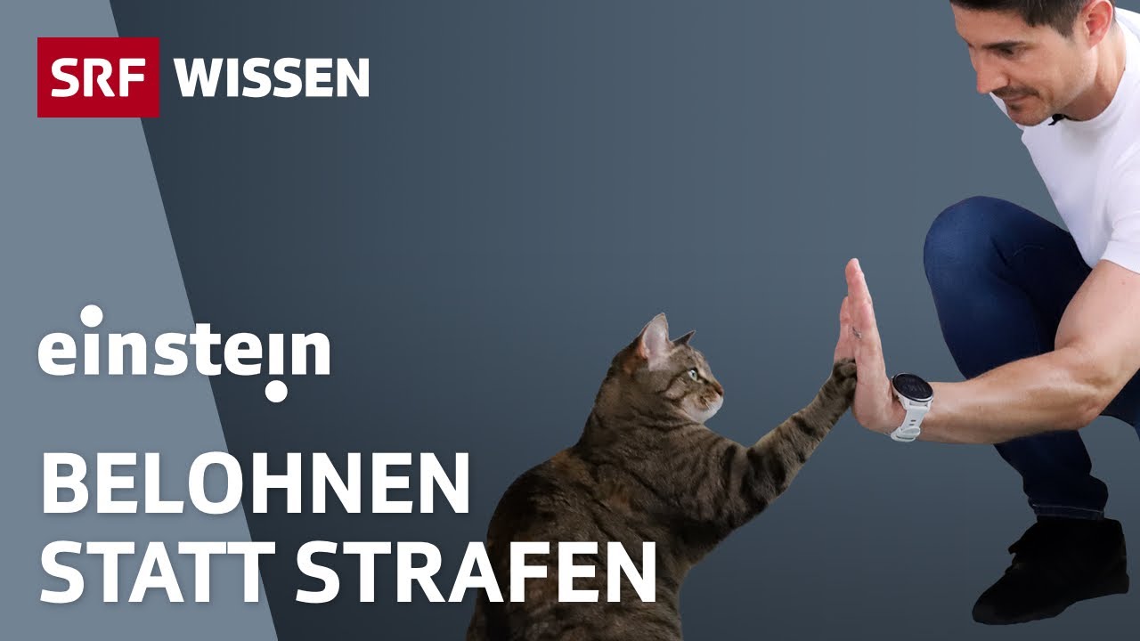 Hund und Katze: Dein Tier besser verstehen | Teil 2 | Einstein | SRF Wissen