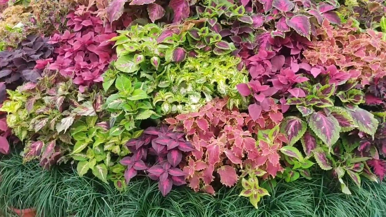 Coleus and chrysenthum flower and 
