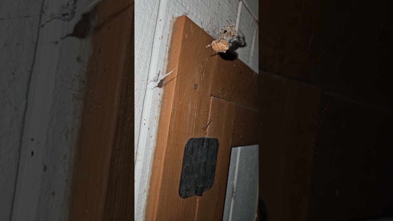 Cat-faced Spider Feeding