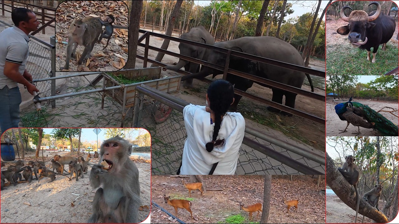 Visiting Animals at Phnom Tamao 🐘🐒🦌ទៅមើលសត្វនៅភ្នំតាម៉ៅ | Zoo & Wildlife Vlog Cambodia