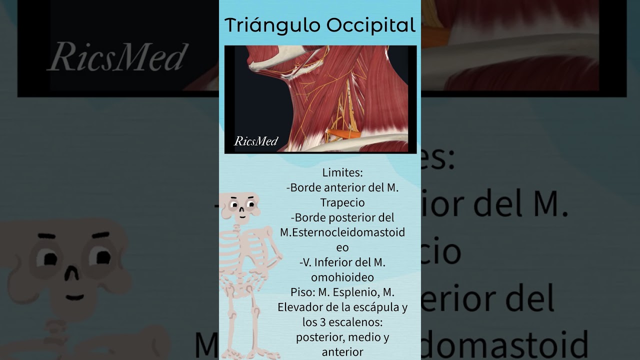 Tri&aacute;ngulo Occipital #anatomia #doctor #anatomiafacil #primersemestre