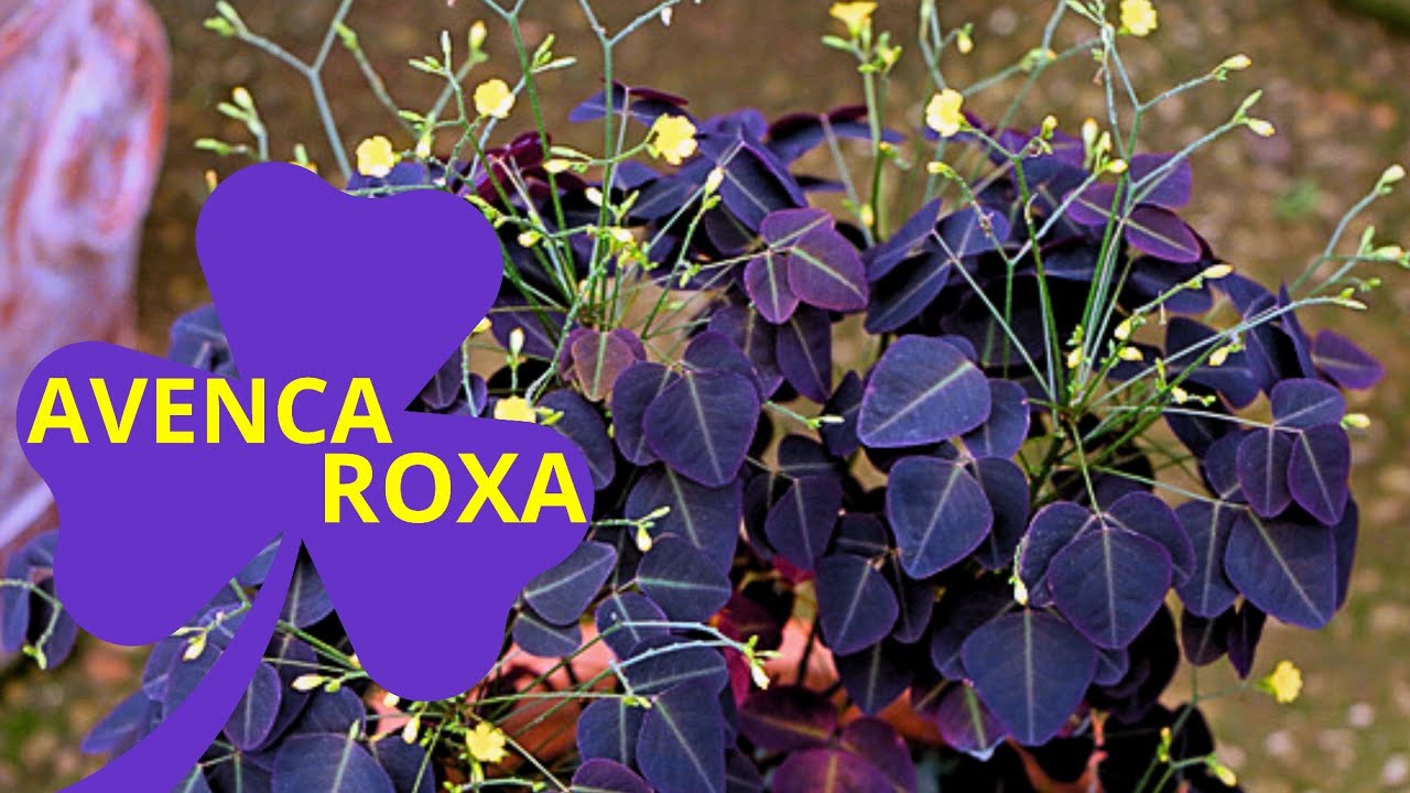 Avenca roxa, Descubra qual planta &eacute; essa ela n&atilde;o  &eacute; avenca de verdade e sim outra planta voc&ecirc; sabe?