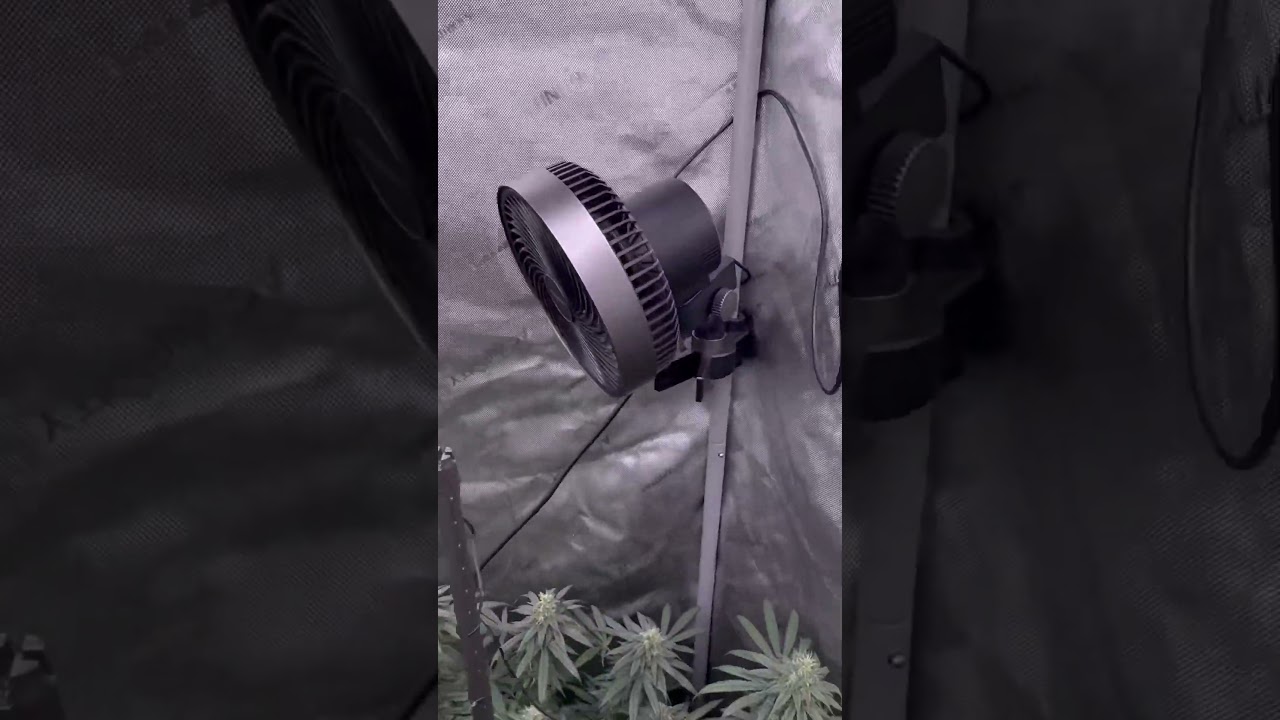 Lemon cherry gelato. Barney&rsquo;s farm x backpackboyz. Day 53 of flower day 115 from planting the seed