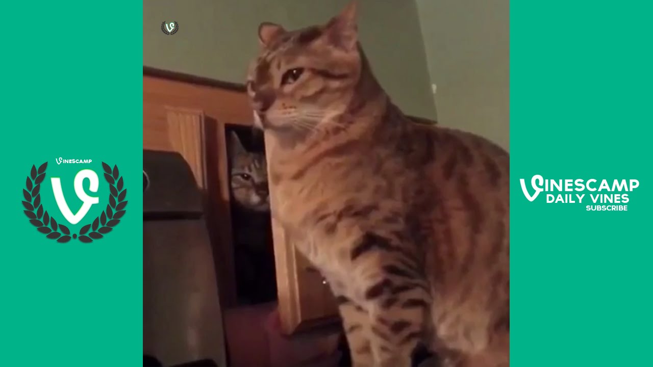Worldstarhiphop best vines june 2015   worldstar vines 2015