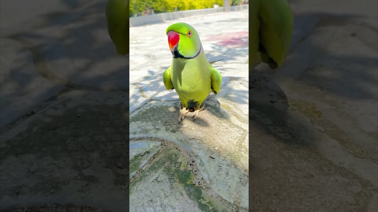 Parrot #shortvideo #parrot #petstv #animaldog #birds #birddogtv #dogbreeds #funny