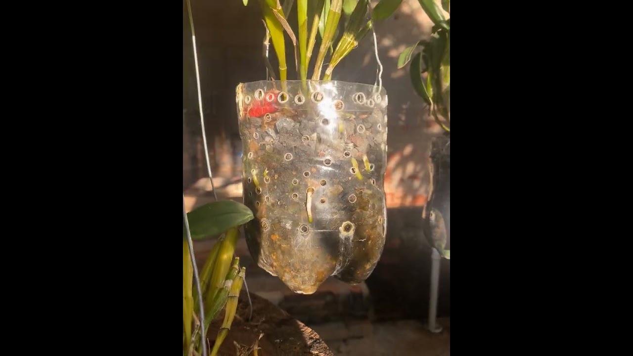 Dendrobium cultivado na Madeira e na semi hidroponia 🎉