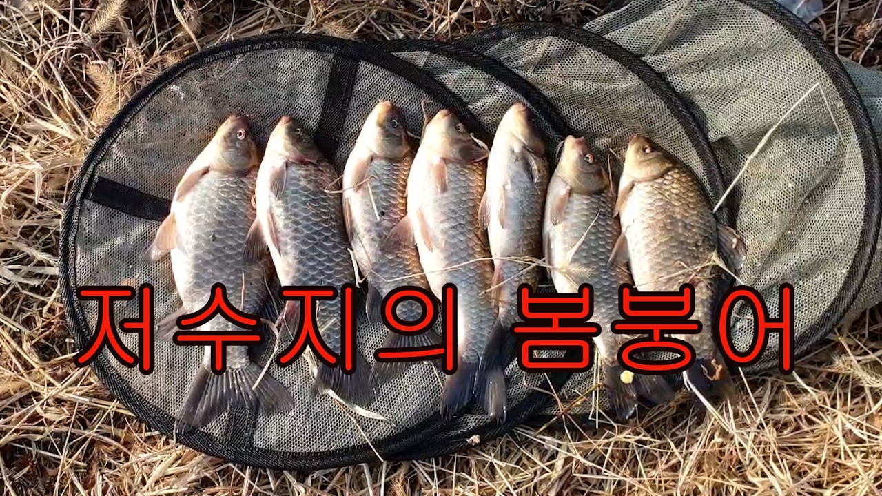 저수지의 봄붕어,산란전 저수지의 붕어를 만났습니다..#붕어낚시#밤낚시