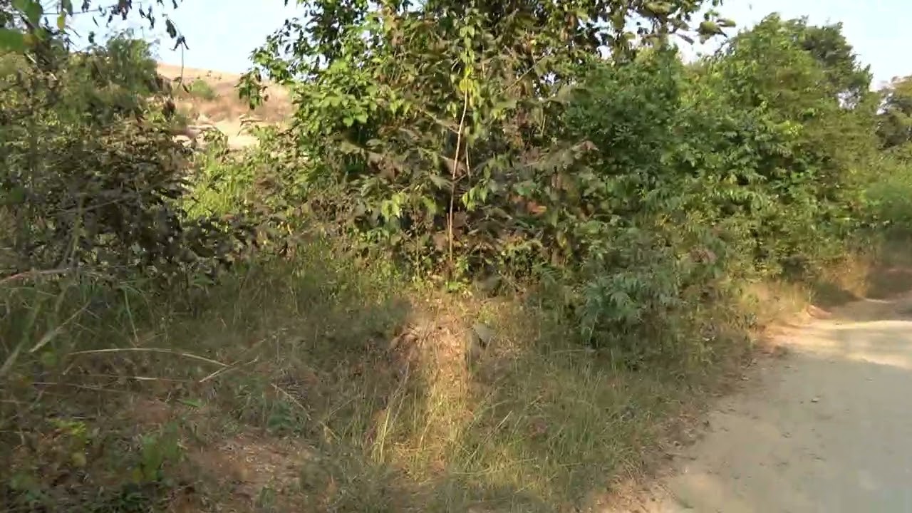 Barisa tongri at Gumla