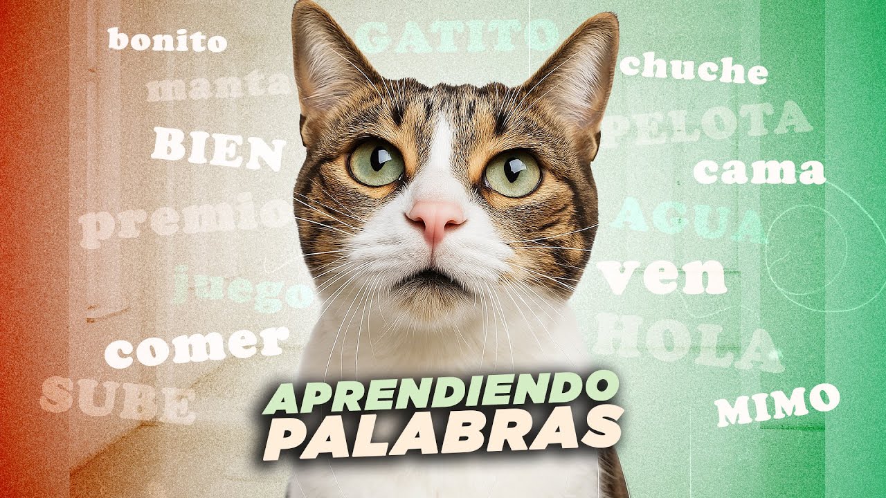 ¿Cuántas PALABRAS pueden APRENDER LOS GATOS? 😺🧠¿Cómo puedes enseñarles?