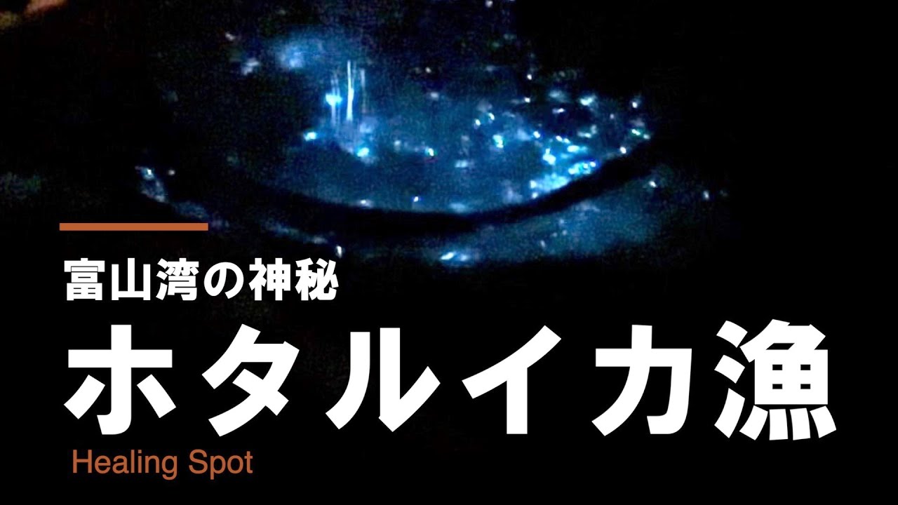ホタルイカ漁 洋上観光/Firefly squid fishing offshore tourism（Toyama,Japan）