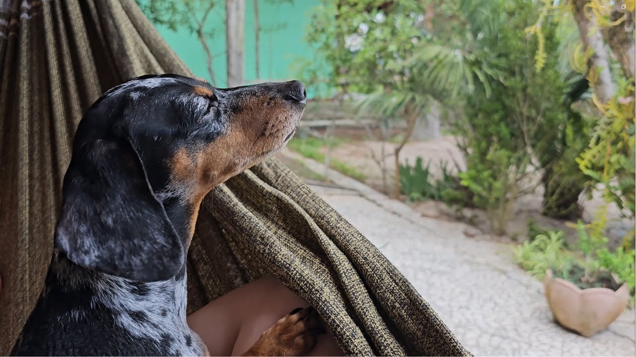 Como é levar uma Mini Dachshund para a praia (na prática) -  Parte 2  🐶🏖️