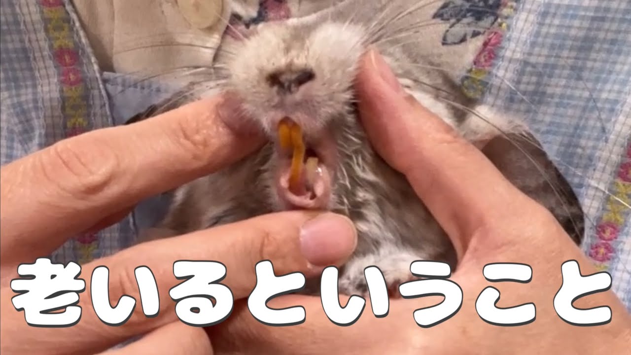 【第58湯】老いるということ／17歳高齢チンチラのしゃんさん歯科処置に行く　An elderly chinchilla who went to shave his teeth