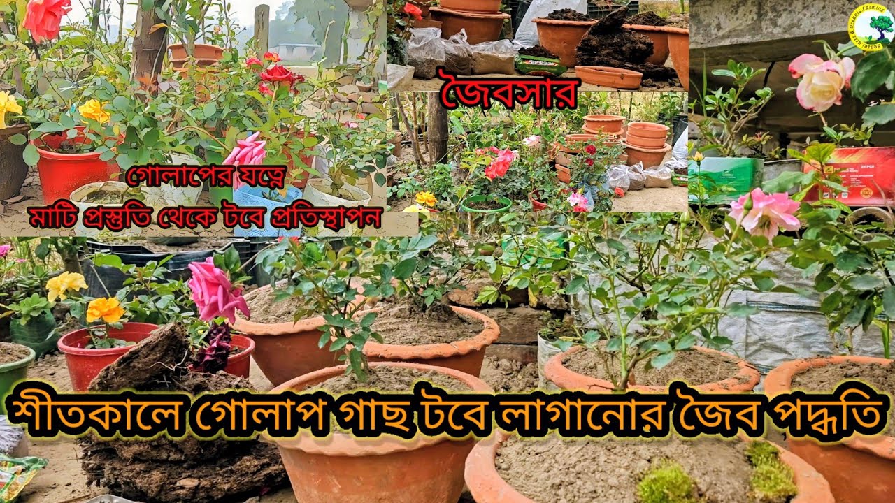 গোলাপের যত্নে, মাটি প্রস্তুতি থেকে টবে প্রতিস্থাপন ১০টি একসাথে ! #rosé #plantas @Nature with Labani