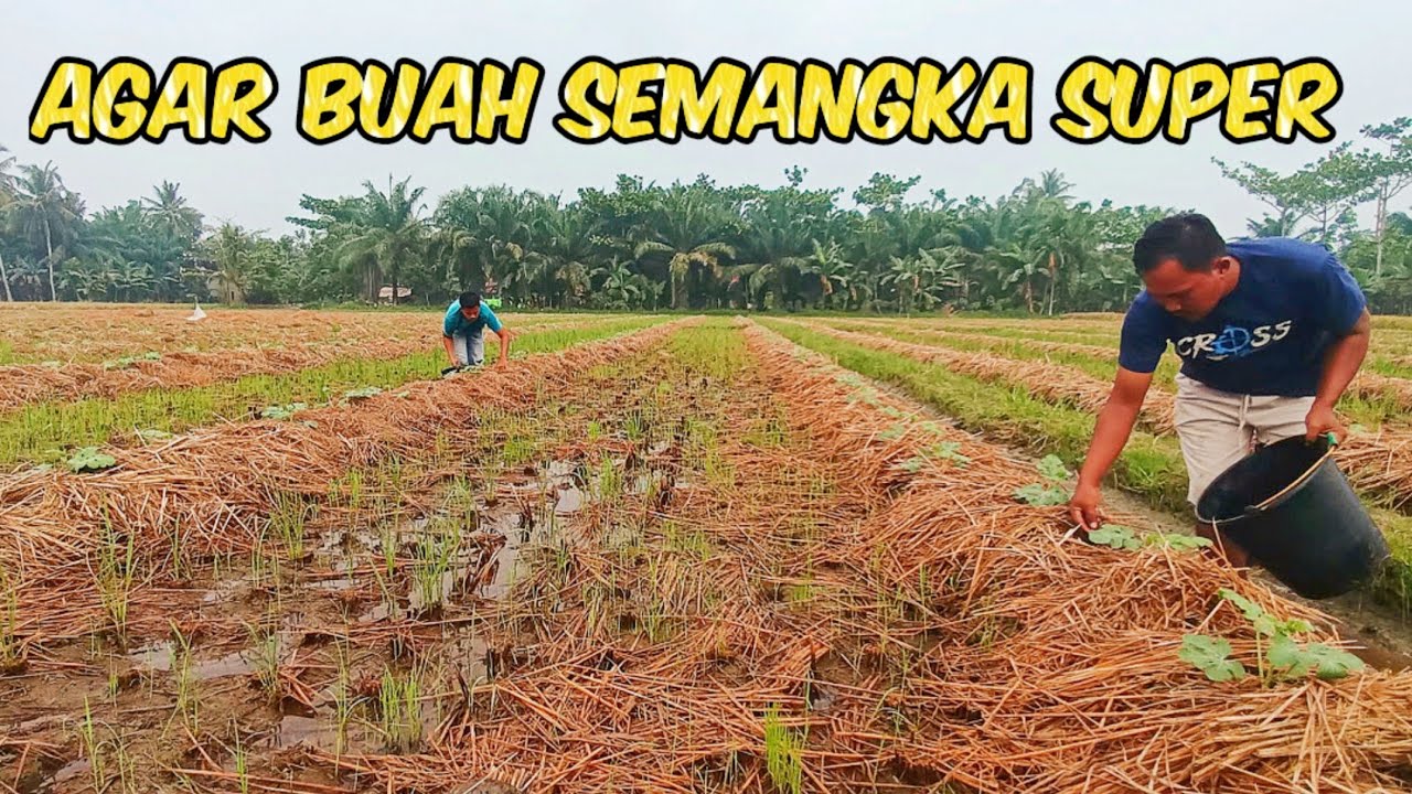 Cara Agar Buah Semangka Kamu Berbuah Super Dan Besar. #nardyshu #pertanian #semangka