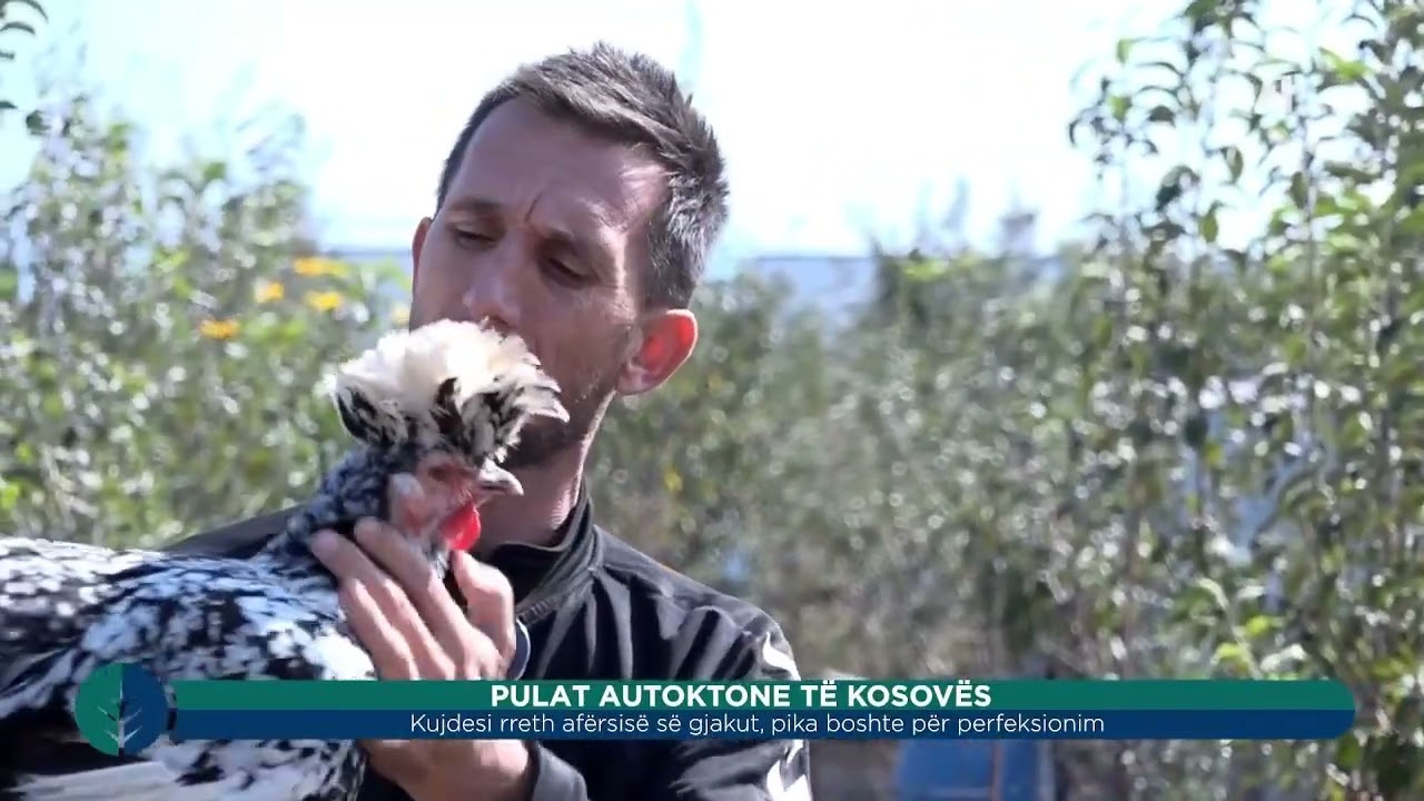 Toka - Pulat autoktone të Kosovës 25.10.2023