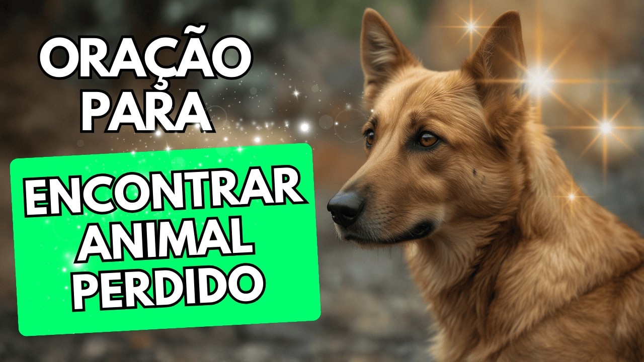 Oração de Noé para encontrar animais perdidos | Encontrar animal perdido