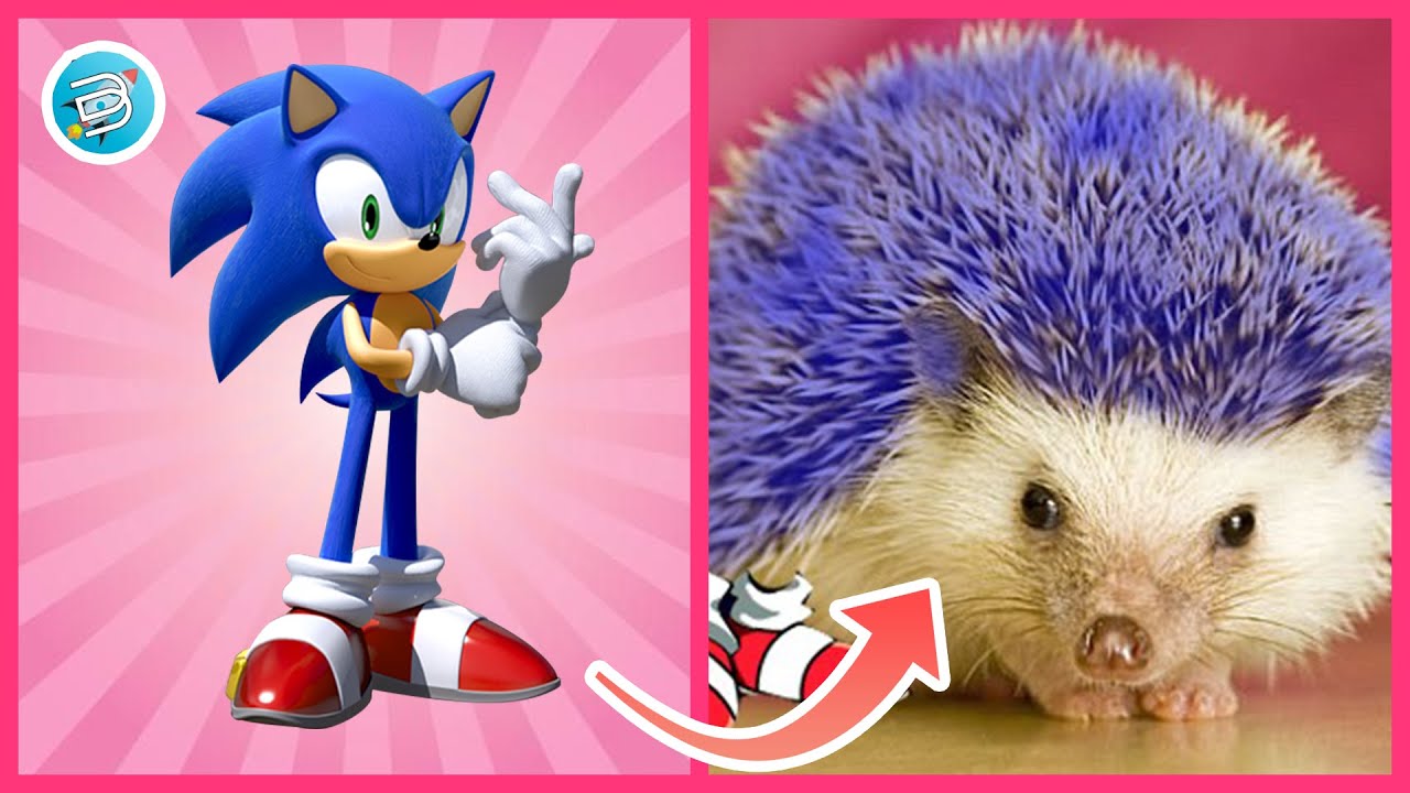 Sonic The Hedgehog All Characters IN REAL LIFE - 2021 - DUBU PRO