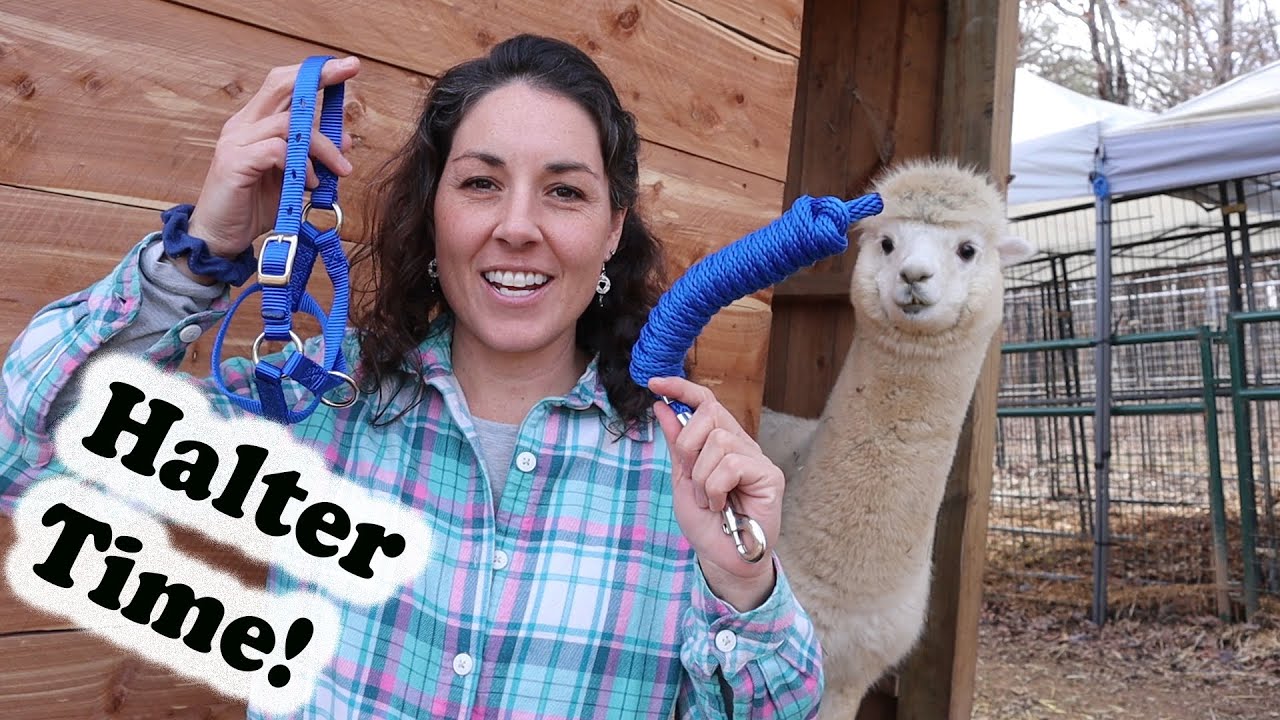 Halter Training Alpacas---Talk of Future Alpaca Goals
