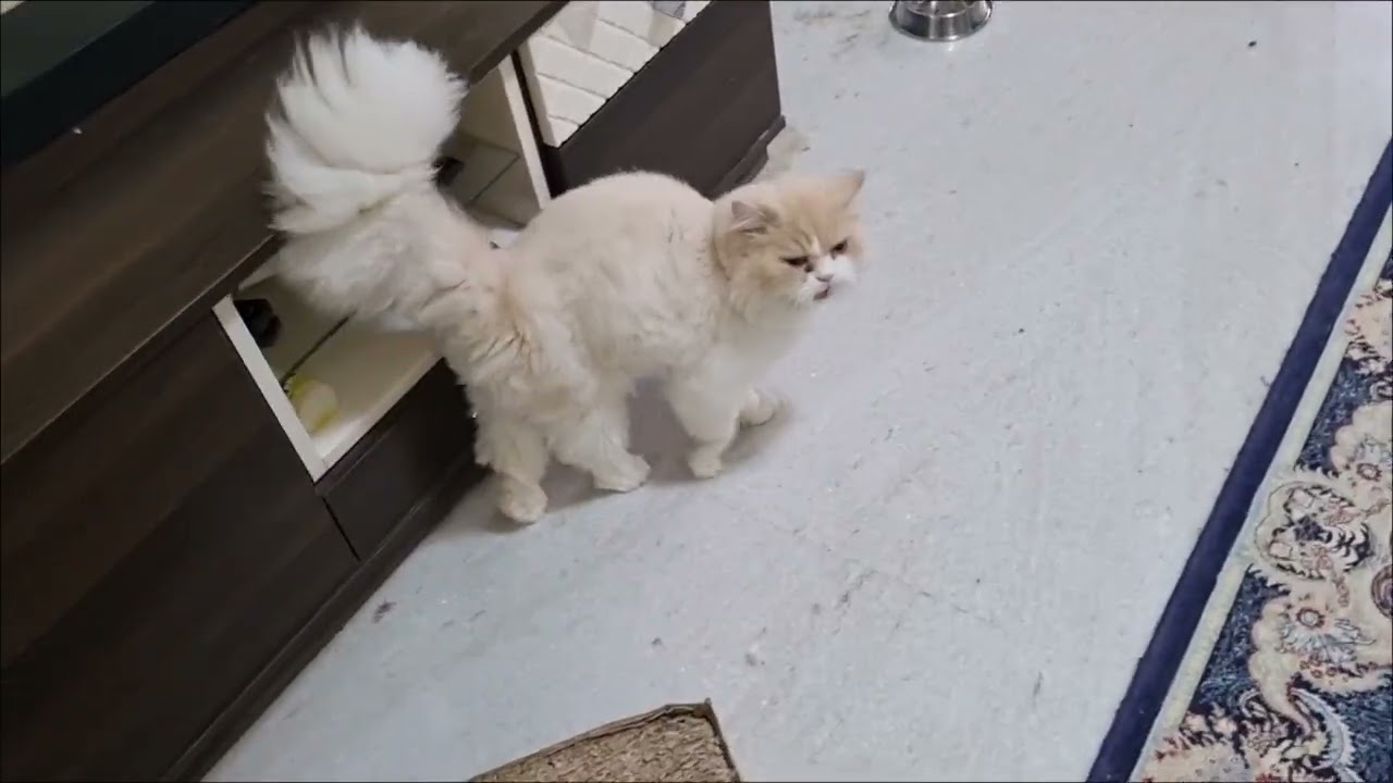 Persian guest cat Burfi's 2nd stay moments ♥️  #catvideos #persiancat 