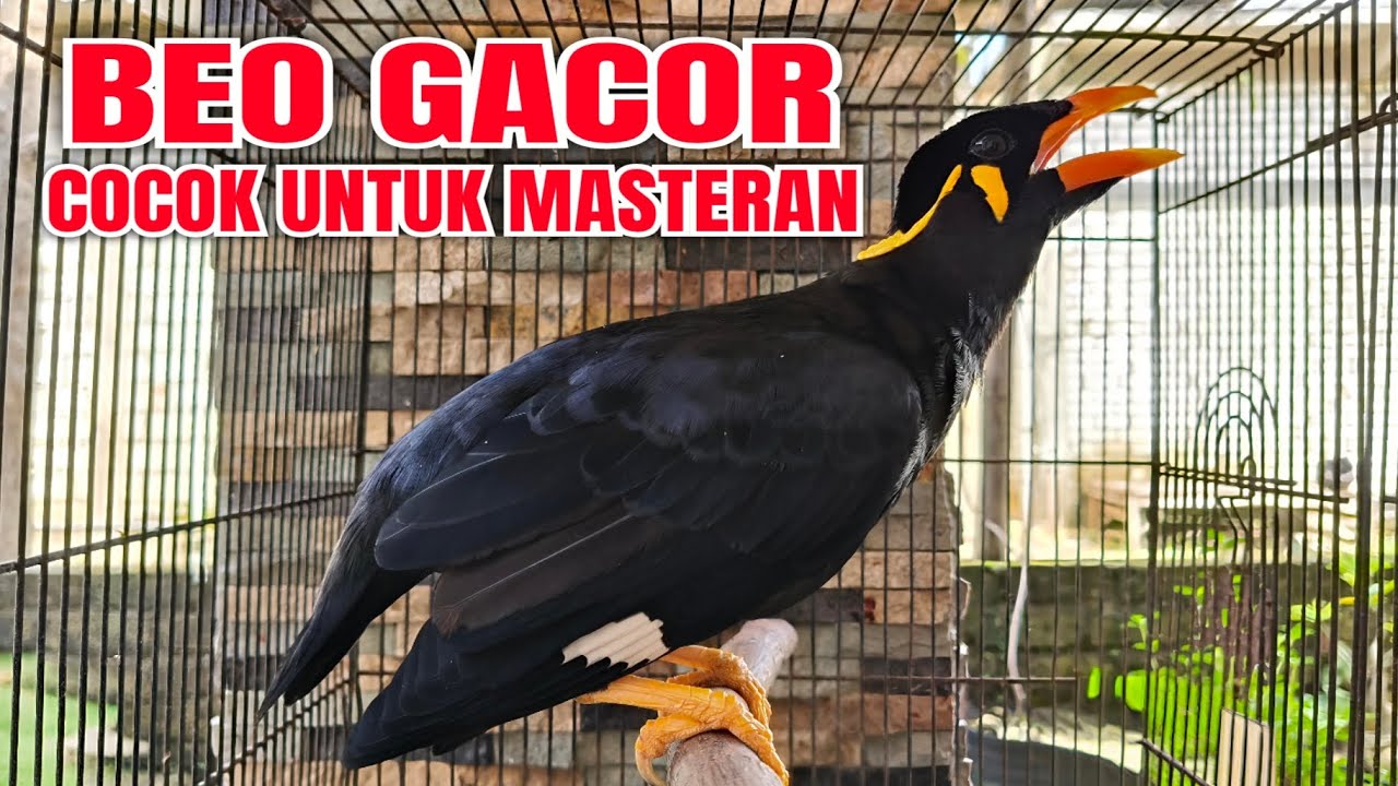 Burung beo gacor, cocok untuk masteran