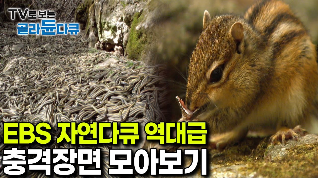 &lsquo;지금 내가 뭘 본거지&rsquo;｜한치 앞도 예상할 수 없는 동식물들의 기이하고 충격적인 행동 충격적인 자연 다큐 장면 TOP7｜다큐프라임｜#골라듄다큐