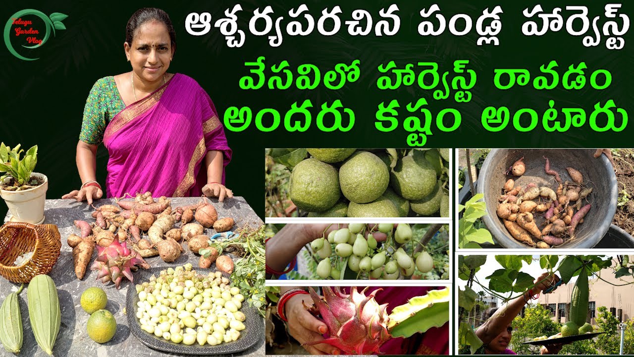Surprising Fruits Harvest | ఆశ్చర్యపరచిన పండ్ల హార్వెస్ట్ || TELUGU GARDEN VLOG
