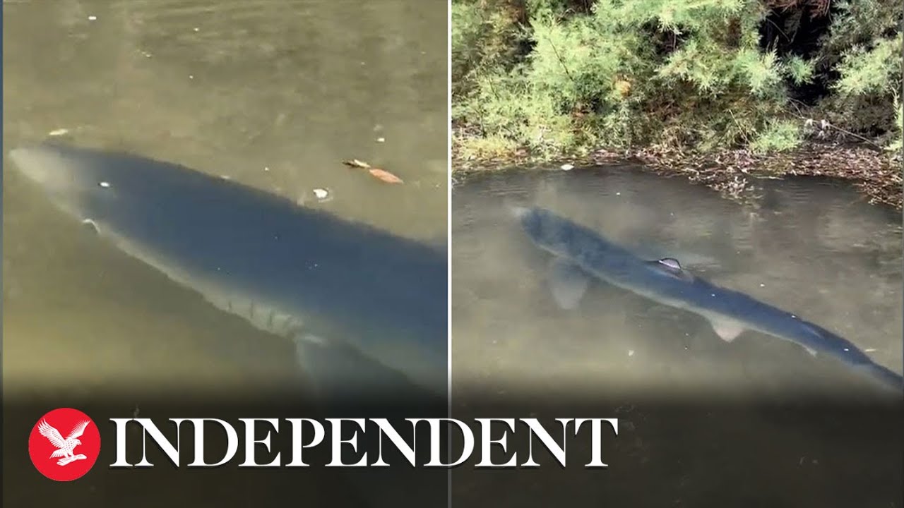 Blue shark swims unusually close shore in Cornwall's River Fal