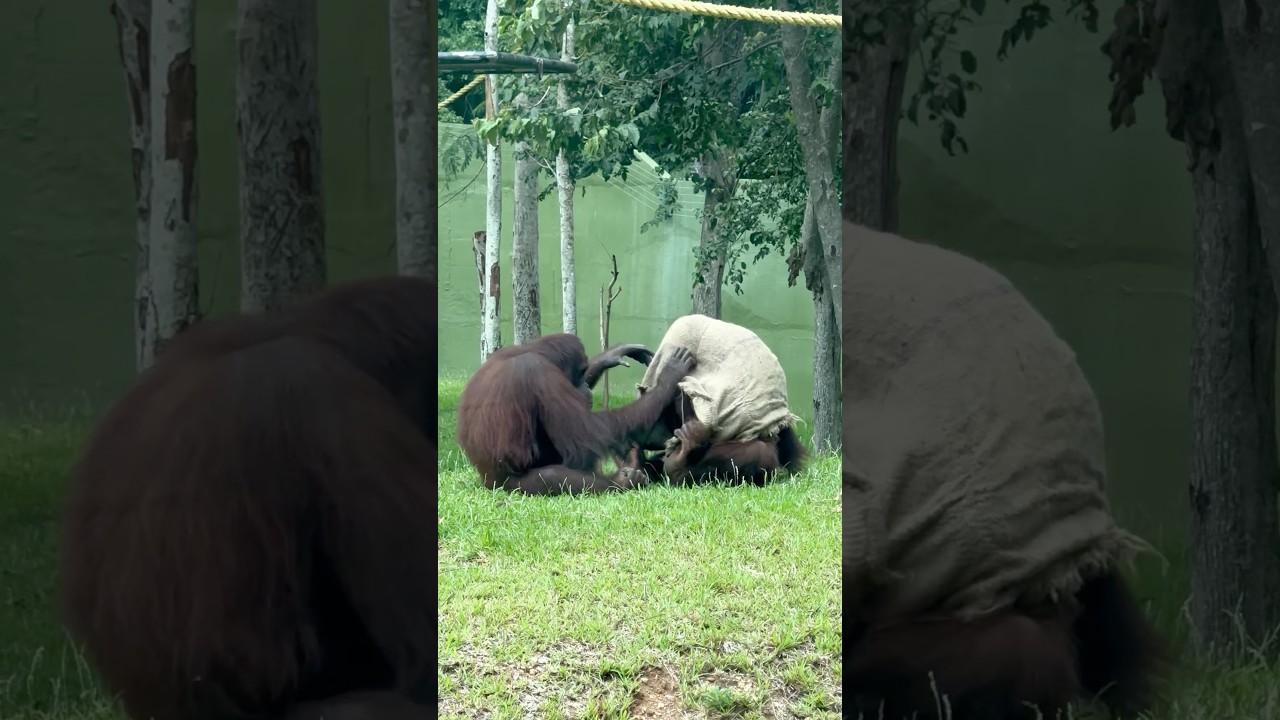 "Chimp romance unlocked 🐒✨"ചിമ്പാൻസി