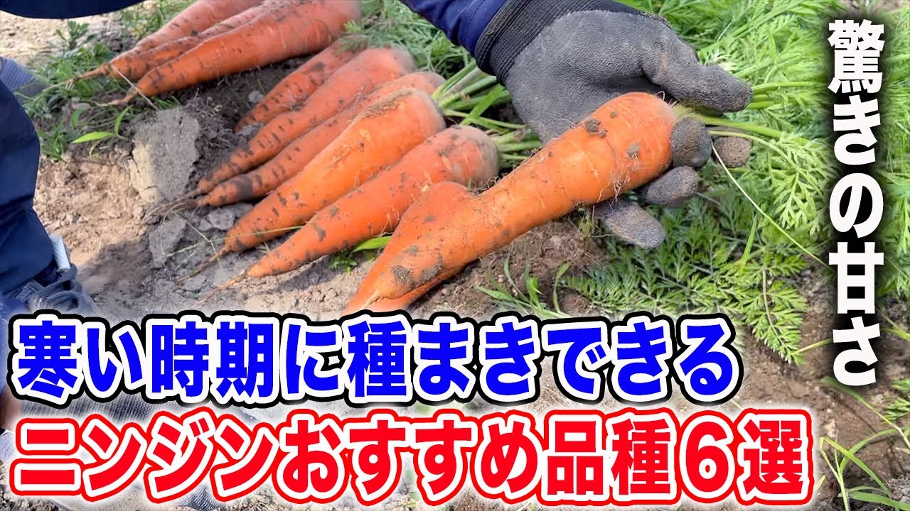 1月から種まきできる人参おすすめ品種６選　うまい・デカい・カラフル・育てやすい