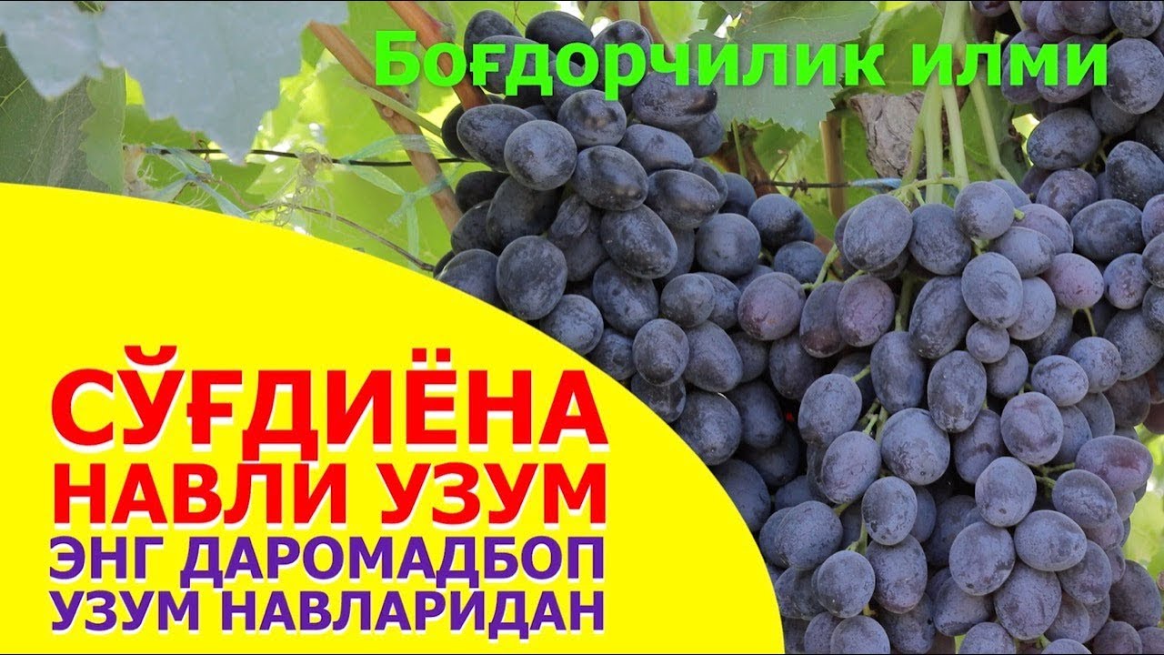 Сўғдиёна навли узум (So`g`diyona uzum navi)