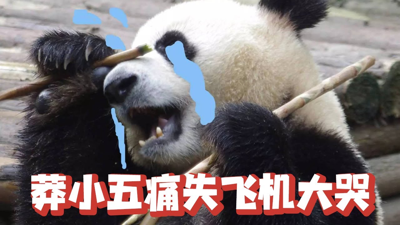 莽小五痛失飞机仰天大哭，哭时太伤心，竟还把自己摔了【追娱秀场】