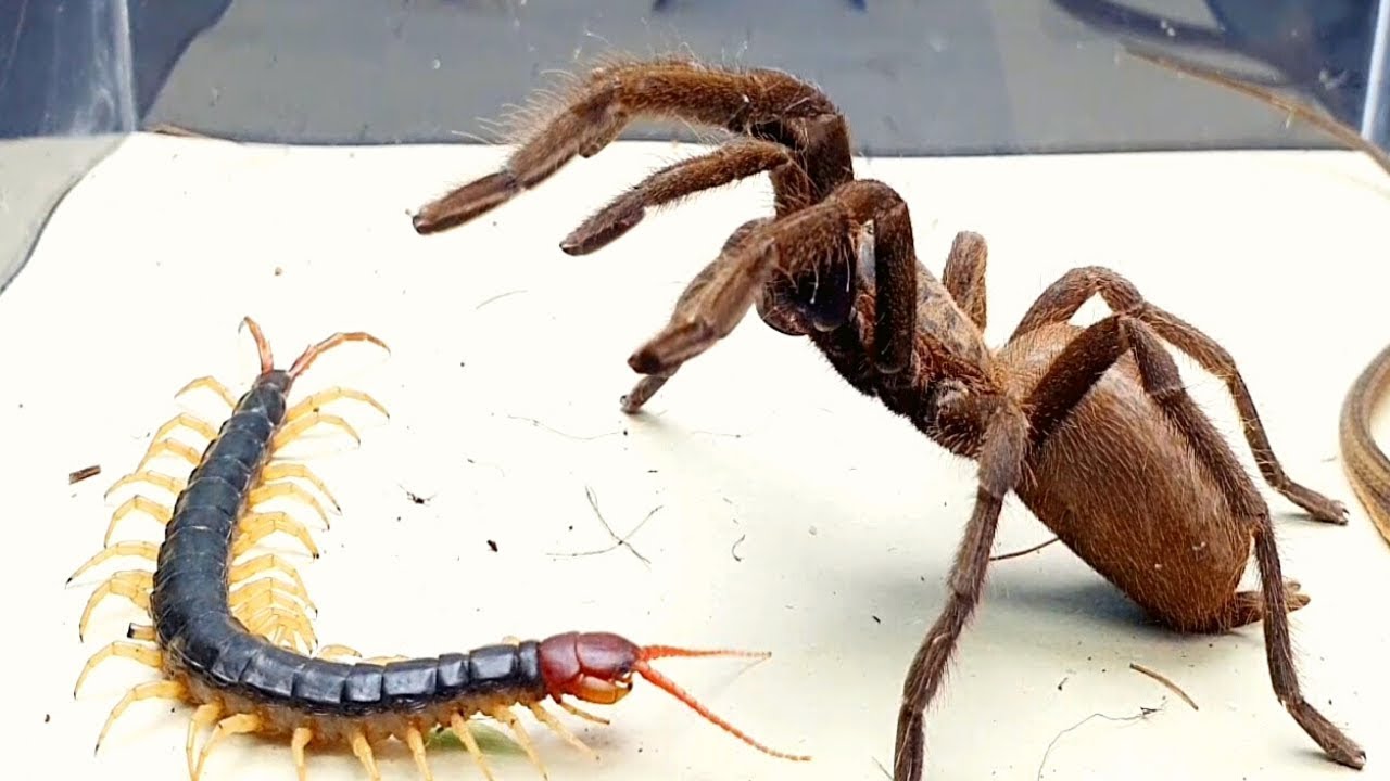 QUANDO UMA LACRAIA ENCONTRA UMA ARANHA &Eacute; ISSO QUE ACONTECE!!