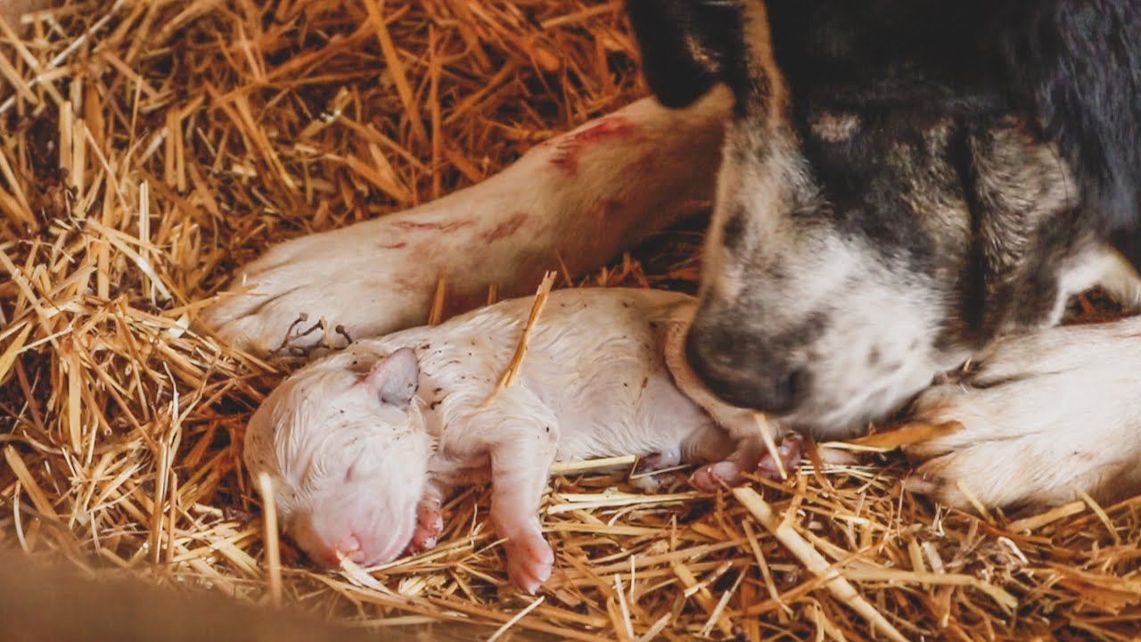 Día en la Vida - Vamos a Recoger Paja y la Perra se Pone de Parto - Cachorro Recién Nacido