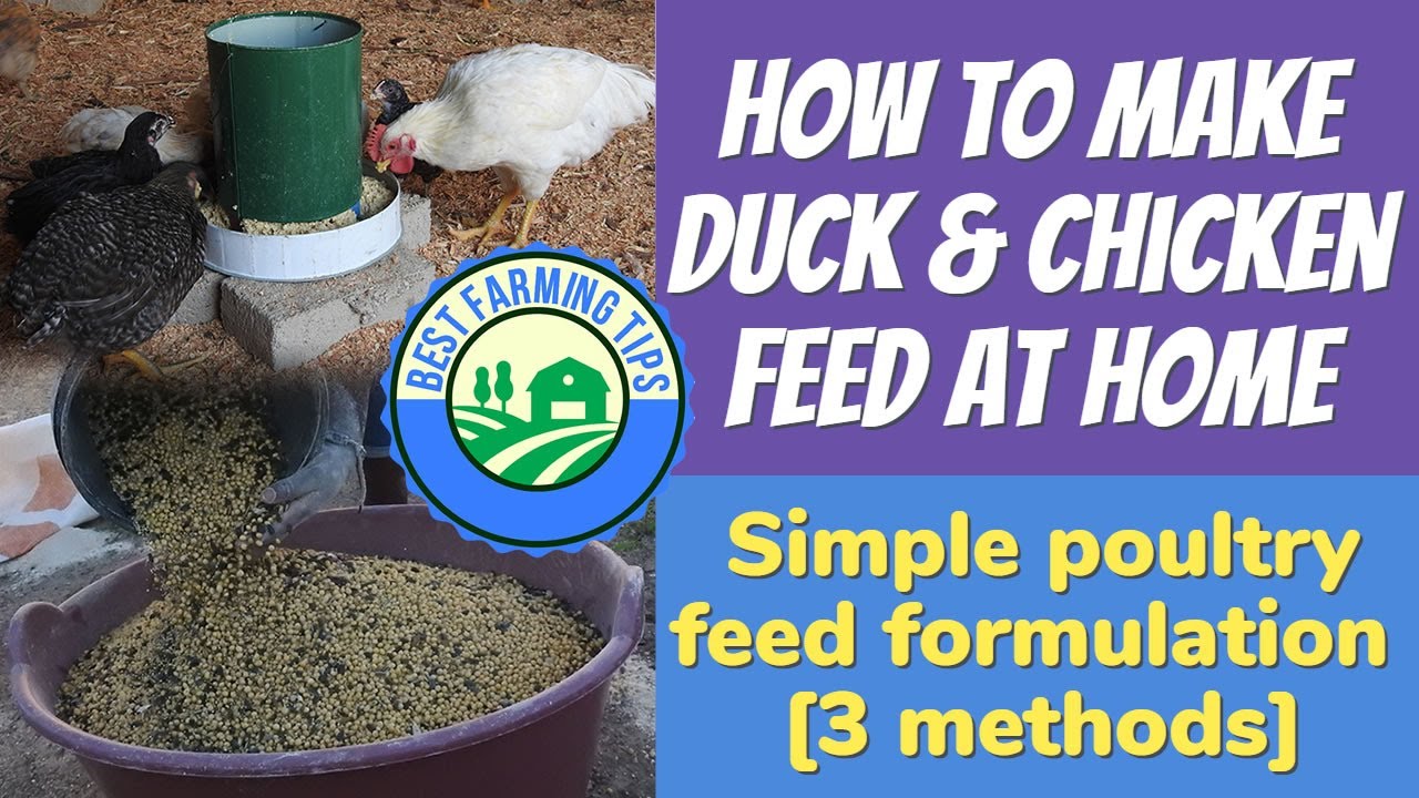 How to make duck & chicken feed at home: Simple poultry feed formulation [3 methods]