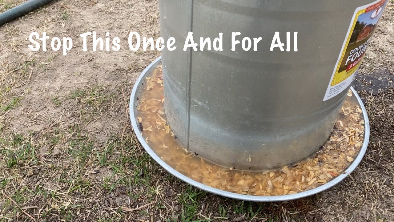 Solving Water Issues In Chicken Brooder